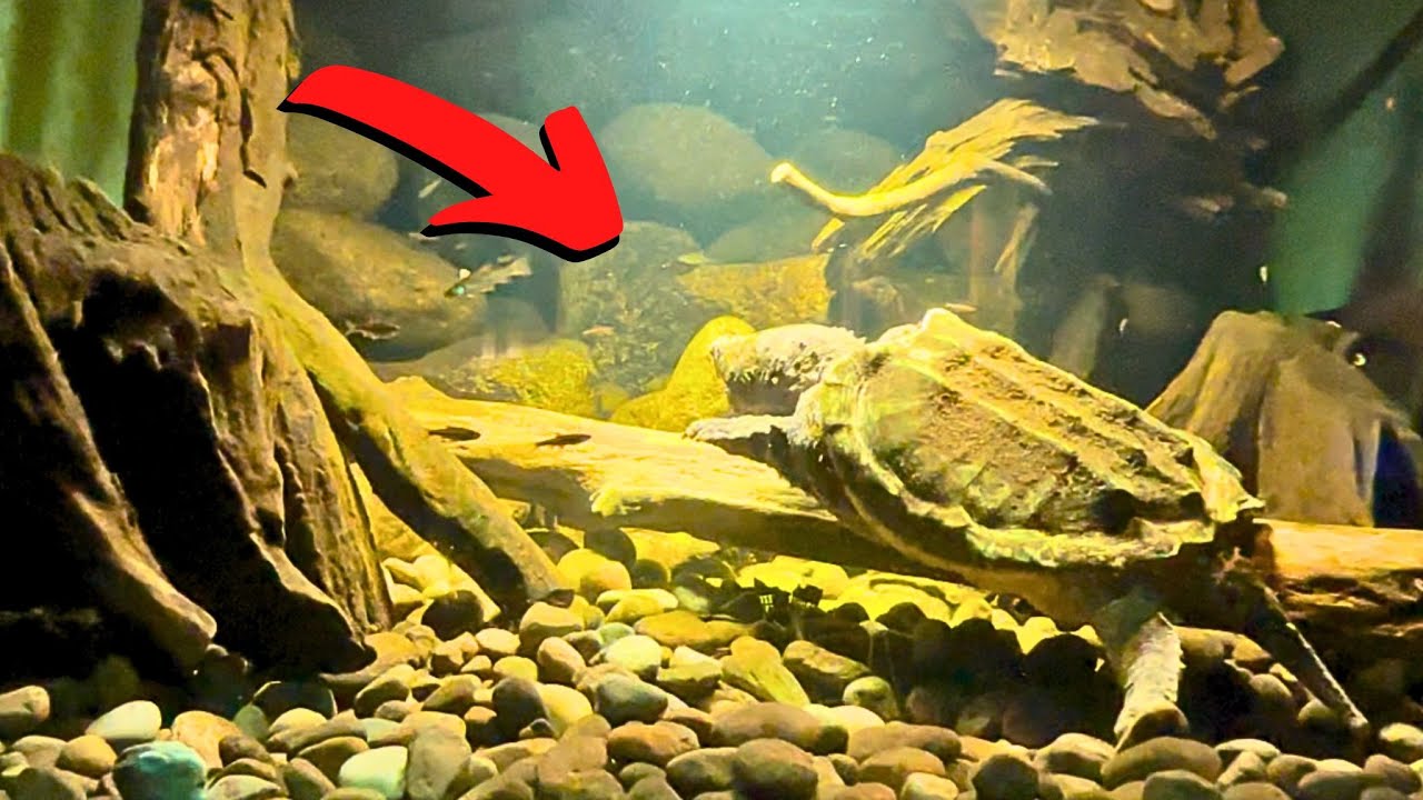 Visiting Frankfurt Zoo Aquarium !