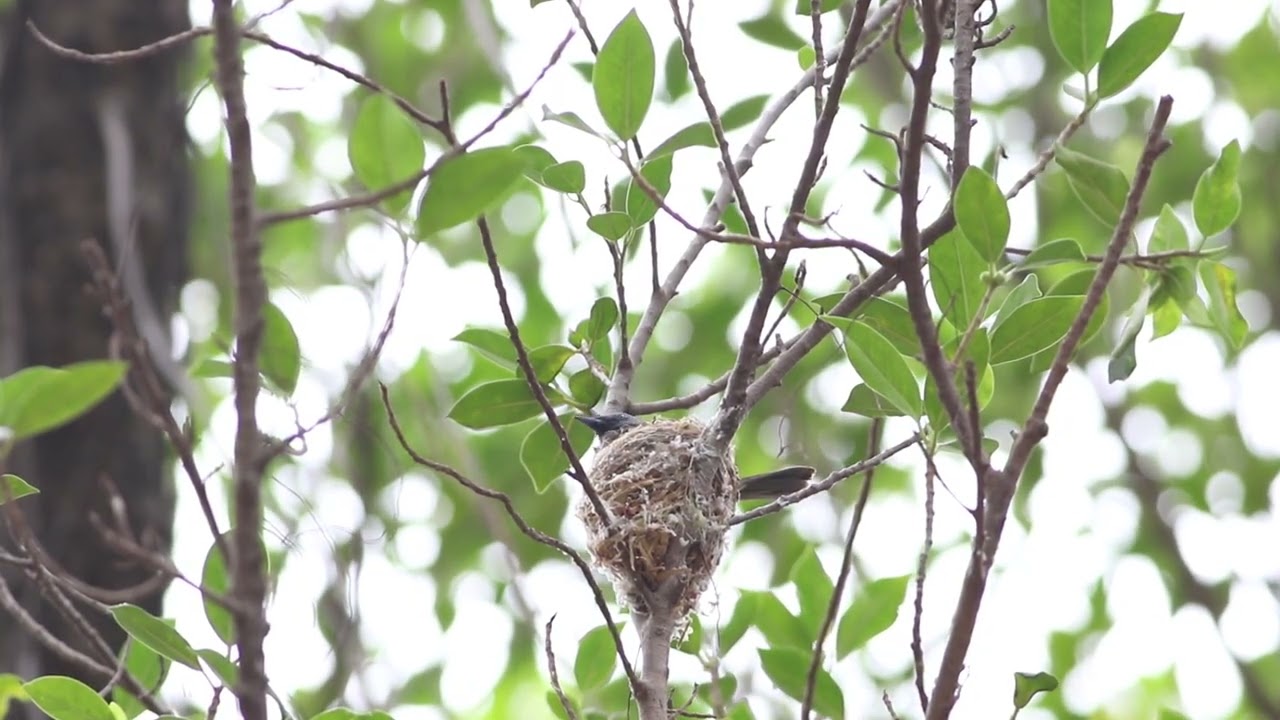 黑枕藍鶲(Black-naped Monarch)，坐巢中