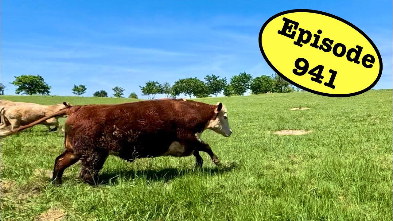 Мой домашний бык сегодня не очень-то послушен!