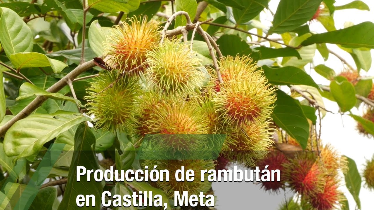 Producción de rambután en Castilla, Meta - TvAgro por Juan Gonzalo Angel Restrepo