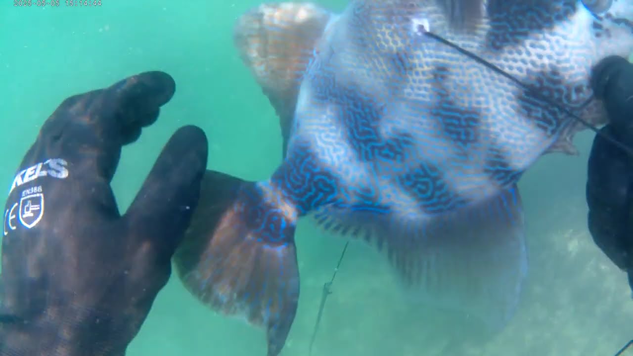 pesca de cochito