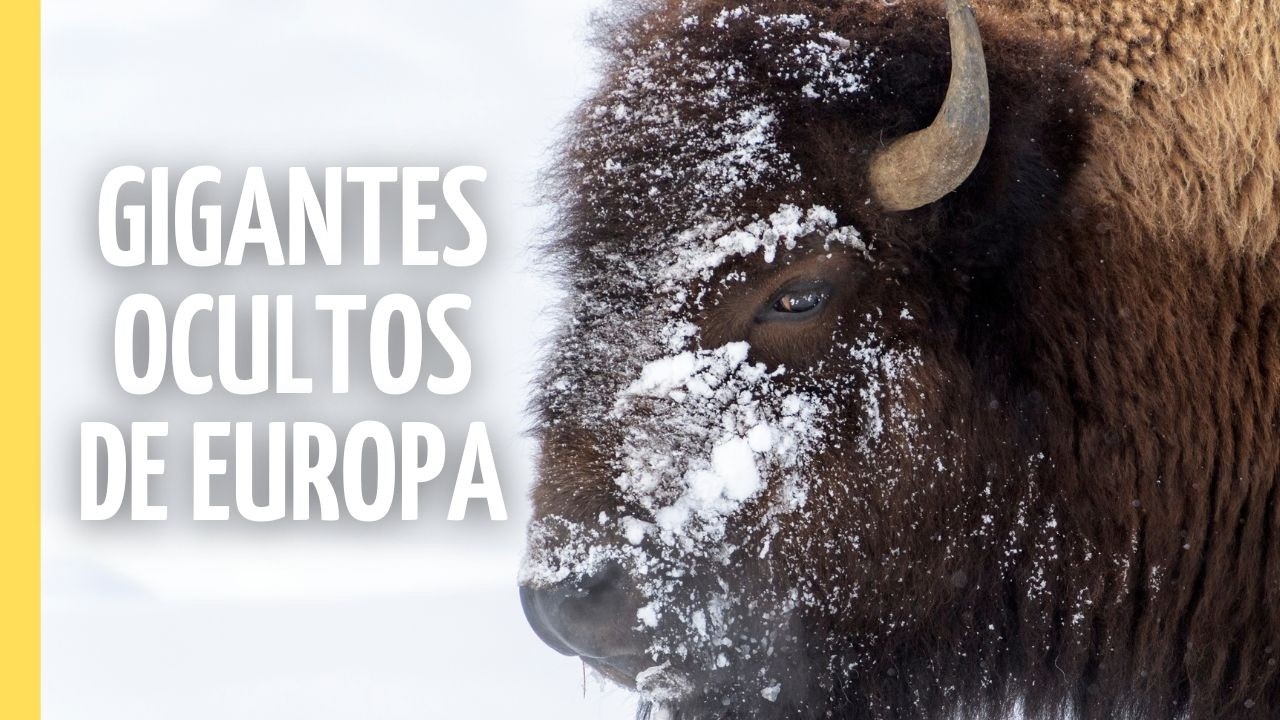 Gigantes Ocultos de Europa: Un Viaje por las Tierras Salvajes Olvidadas | Episodio Completo