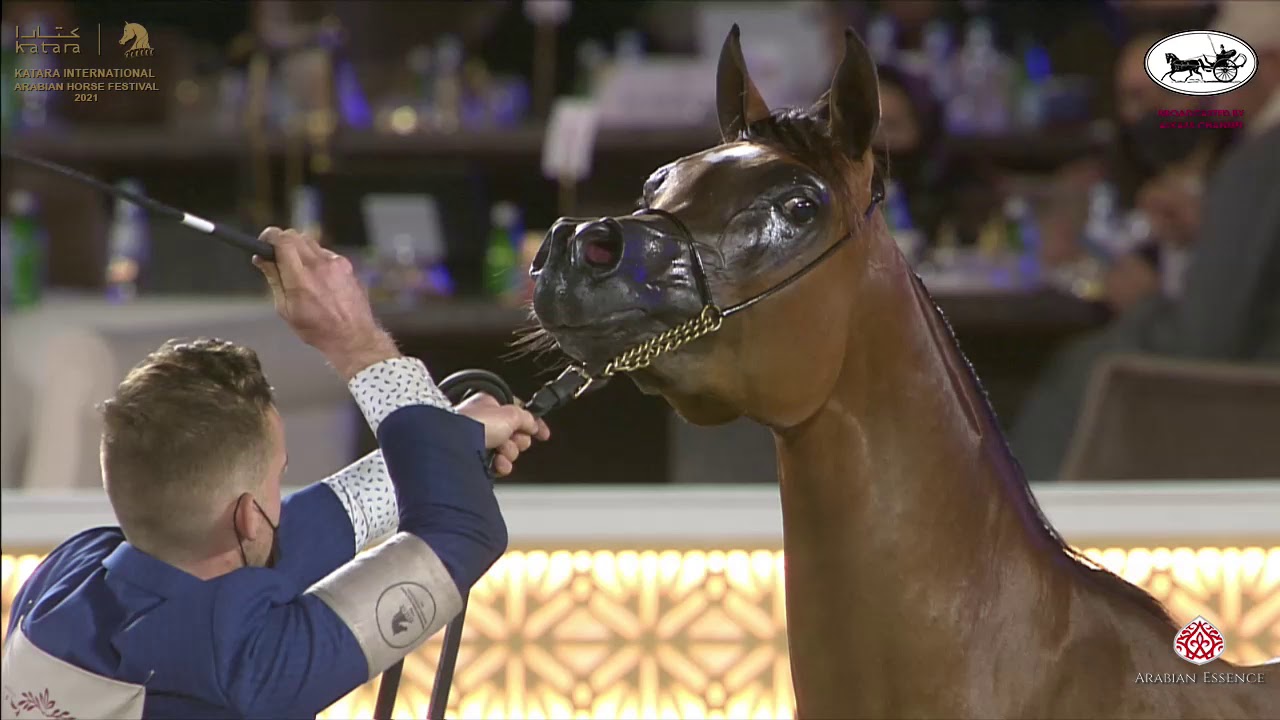 N 46 GHALIAH AL KHEESA   Katara International Arabian Horse Festival   Fillies 2 Years Old Class 2B