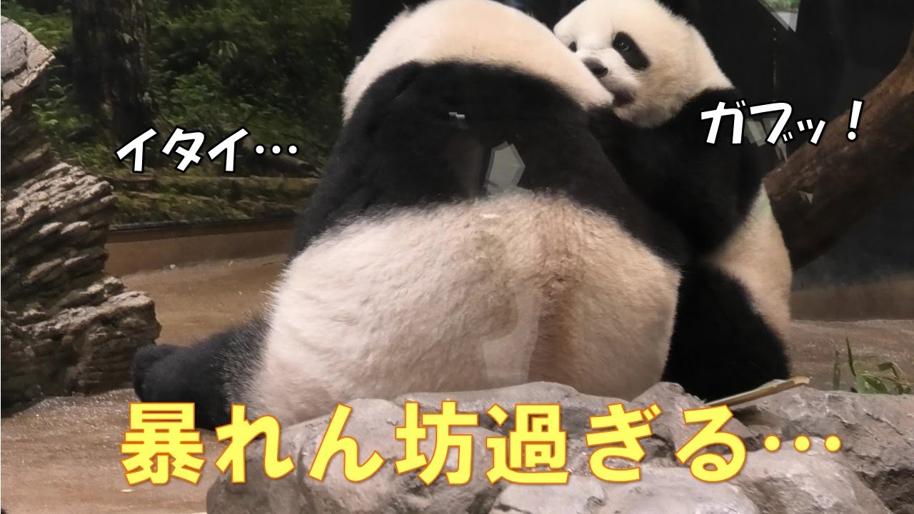 8/17シャオシャオの暴れっぷりにママもレイレイも振り回されるgiantpanda @tokyo 上野動物園