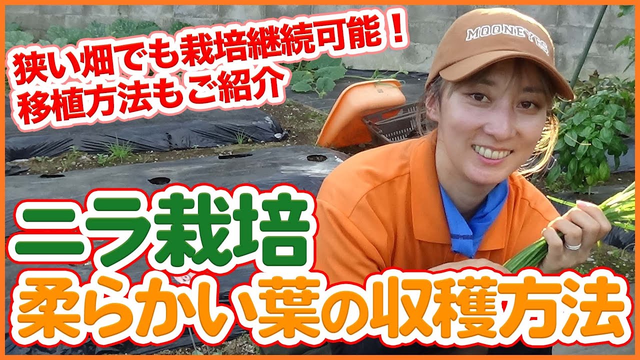 家庭菜園や農園のニラ栽培で柔らかい葉を収穫するコツ！狭いスペースで栽培を続けやすいニラの移植方法も徹底解説！/Tips for Harvesting Soft Chive Leaves.