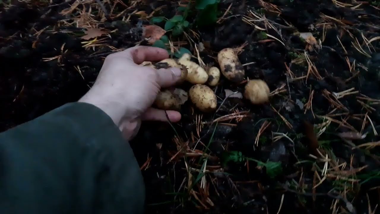potato field