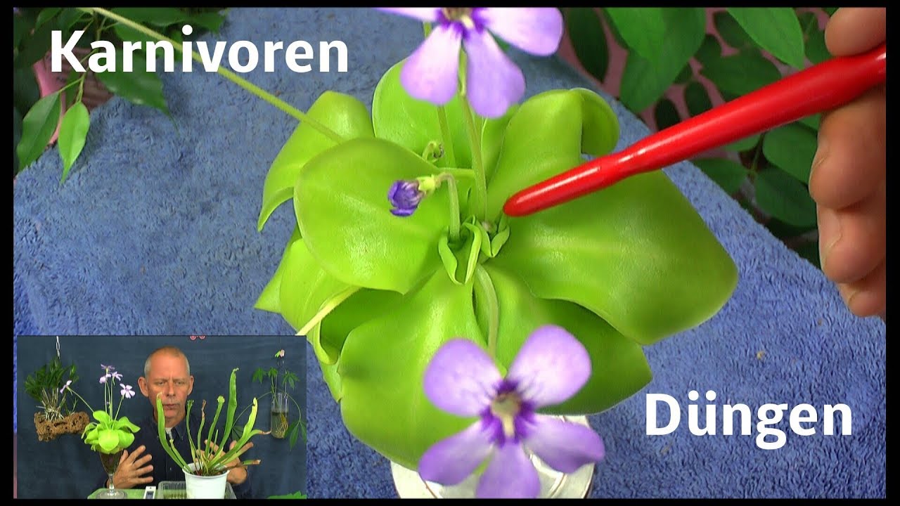Karnivoren D&uuml;ngen theoretisch und praktische Versuche