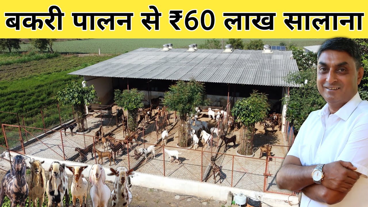 गांव में रहकर बकरी पालन से कमाता हूं 60 लाख | How to Start Goat Farming | A to Z Goat Farming