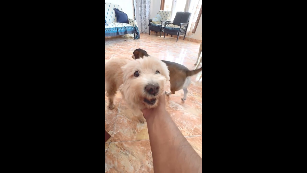 RICO❤️ | #petcare #petlove