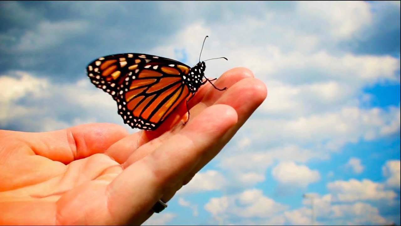 Qué pasa con los Mariposas | Mini Documental