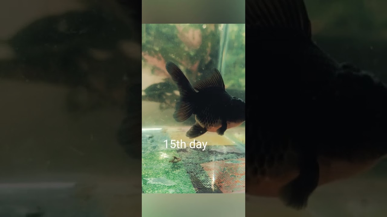 After 51 days of grooming | BLACK THAI ORANDA GOLDFISH