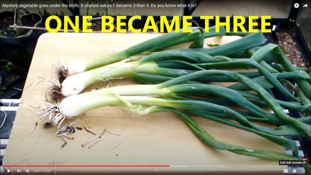 Mystery Vegetable  Its a Welsh Onion, Bunching Onion, Green Onion, Spring Onion, kind of Scallion