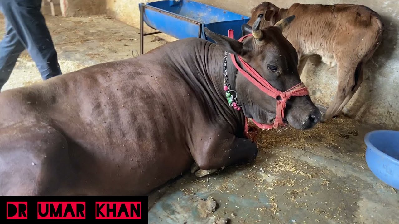 Treatment of acidiosis l symptoms of acidiosis l treatment of anorexia l dr umar khan