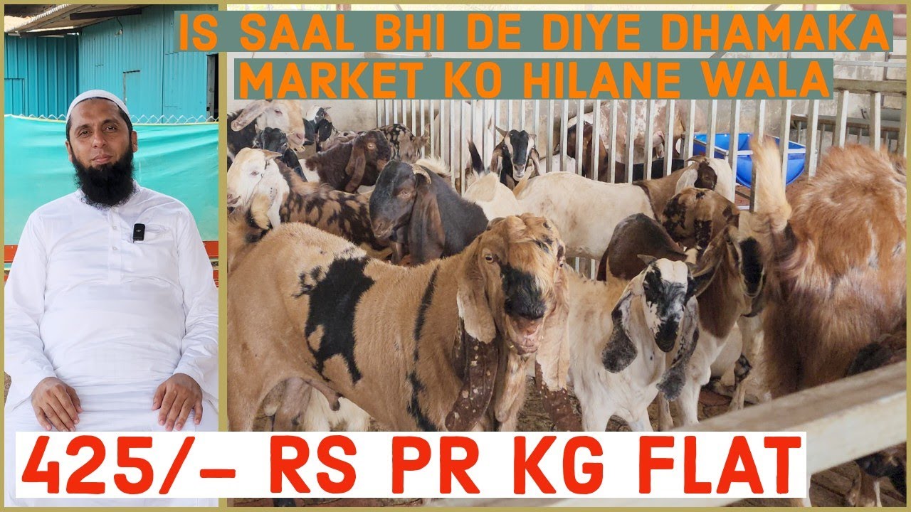 425/- Pr Kg Agaya Ek Bar Phir Se Market Hilane Wala Rate Le Kar Mh Goat Farm Kalyan.