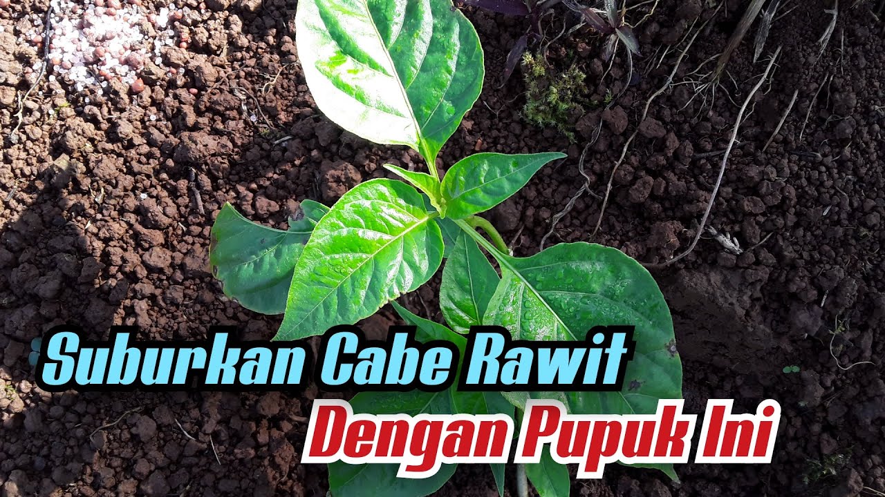 Cara Pemupukan Cabe Rawit Awal Tanam Agar Cepat Subur