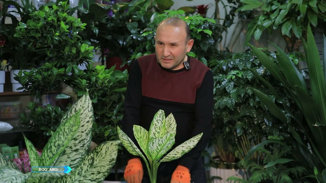 Difinbaxiya (Dieffenbachia) gulim qurib qoldi — nima qilish kerak?