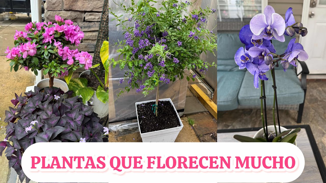Recibí hermosas plantas de regalo y plantas que florecen mucho  que les gusta el sol