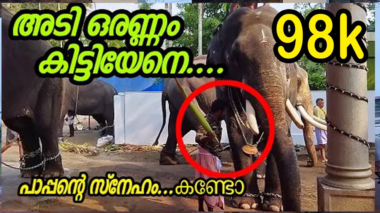 Koodal manikyam megarjunan പാപ്പാന്റെ സ്നേഹം കണ്ടോ... പാപ്പാൻ സൂപ്പർ അല്ലെ