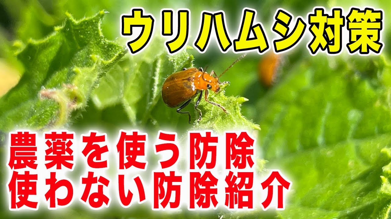 ウリハムシ対策　キュウリ(ウリ科)を守れ！