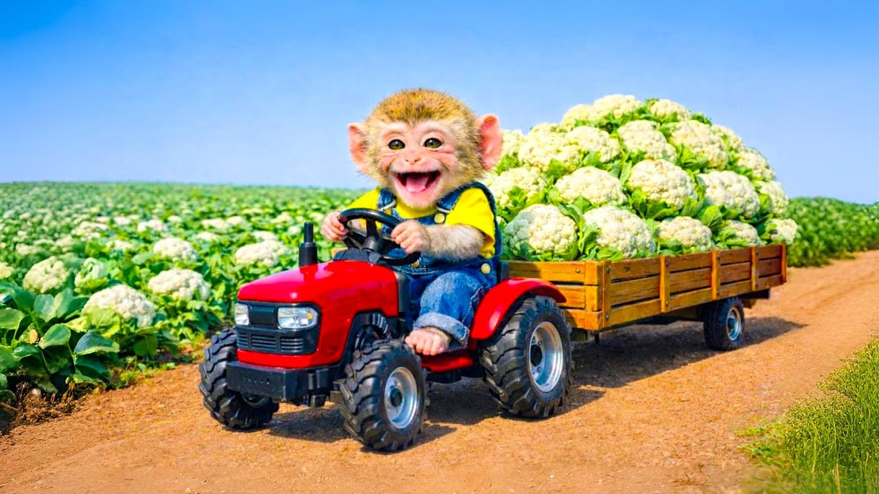 Monkey Farmer Drives A Tractor 🥦🚜 Cauliflower Harvest Adventure | Monkey Farm Work