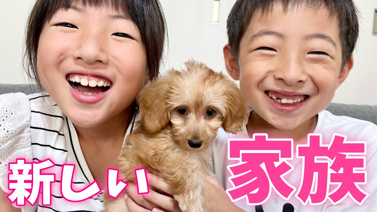 【ご報告】新しい家族が増えました！犬の赤ちゃんを飼います🐶ペット【dog】