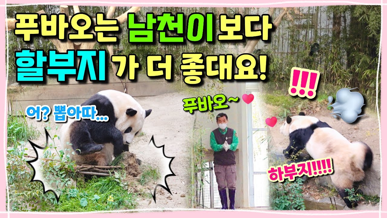 [ep.167] 남천이는 뿌리째 떠나갔지만 할부지는 언제나 푸바오 곁에 있어요!🙋🏻‍♂️💕할부지를 향해 온몸으로 달려간 아이. 푸바오 (왜 나 우럭😭) 에버랜드 판다월드