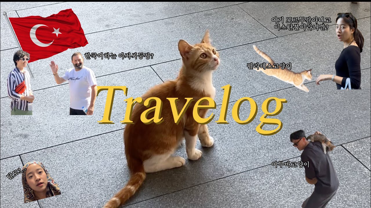 [Travelog] 🇹🇷 이스탄불/튀르키예/유럽여행/고양이의나라/세계여행 🐈 (23분동안 고양이 23마리 등장?!)