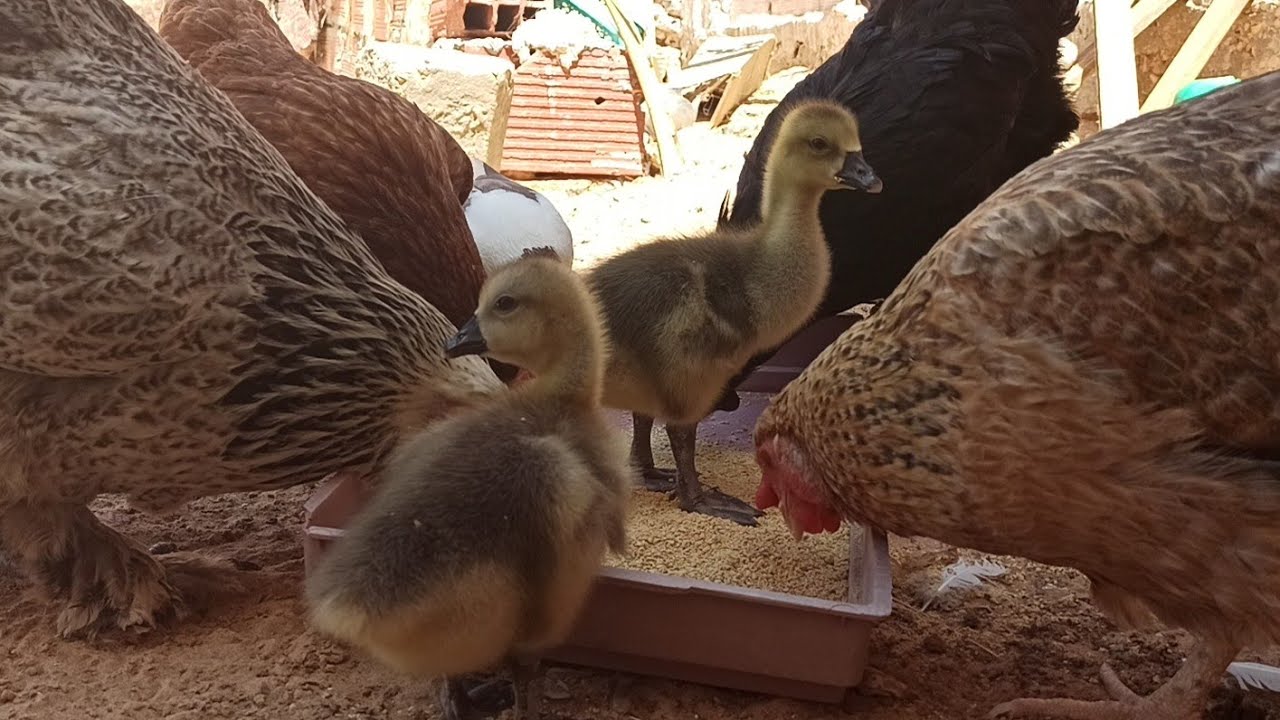 تفقيس بيض الإوز الغيني تحت الدجاجة🐣🐣🦢🦢Chicken Hatching goose eggs 🐣🐣