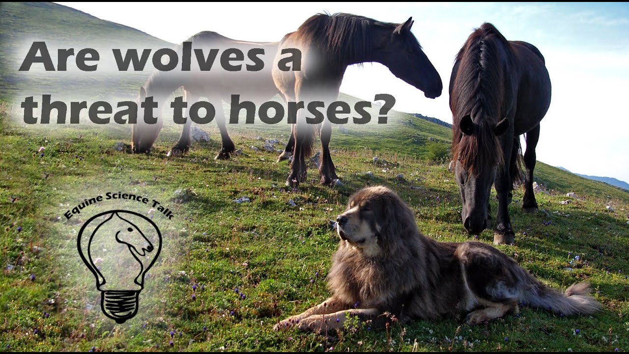 Predator vs. Prey: Are wolves a threat to horses?