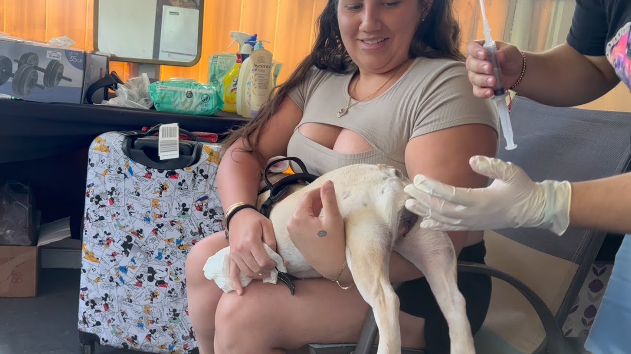 Frenchie Dog Artificial Insemination / 