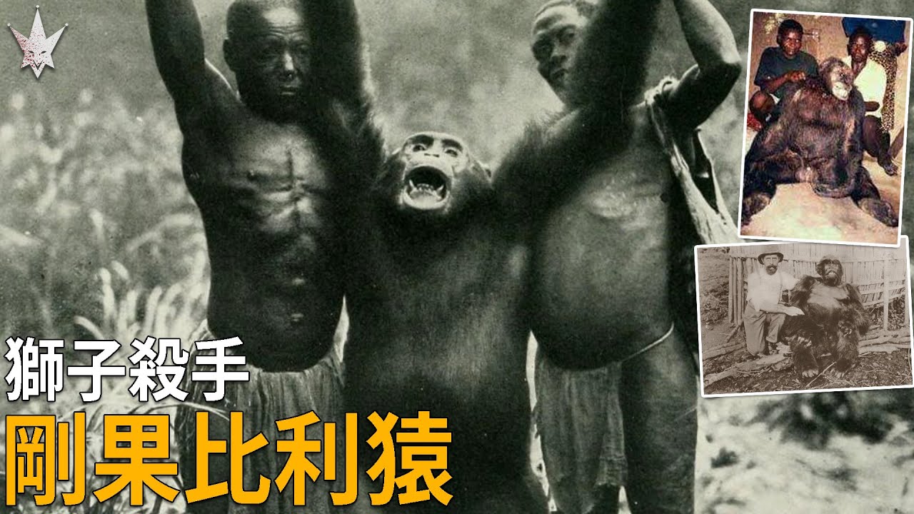 獅子殺手「剛果比利猿」，傳聞剛果森林中能徒手擊斃猛獸，大猩猩與黑猩猩混血的超強靈長類，屠獅殺象背後的秘辛。