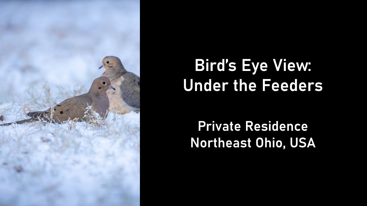Bird's Eye View: Under the Feeders