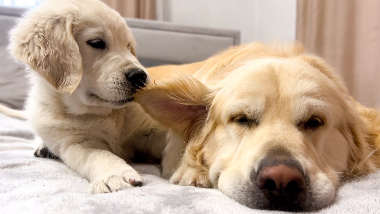 Puppy Wakes Up a Golden Retriever
