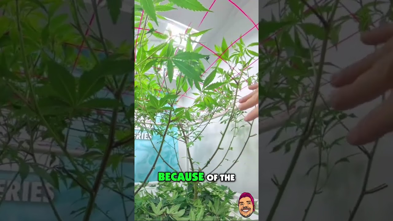Grow Pro Secrets: Trimming & Structure for BIGGER Yields 
