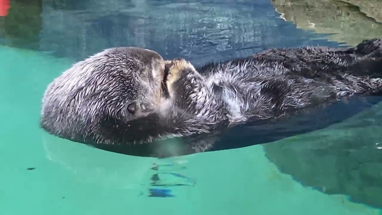 福岡のラッコのリロくん
