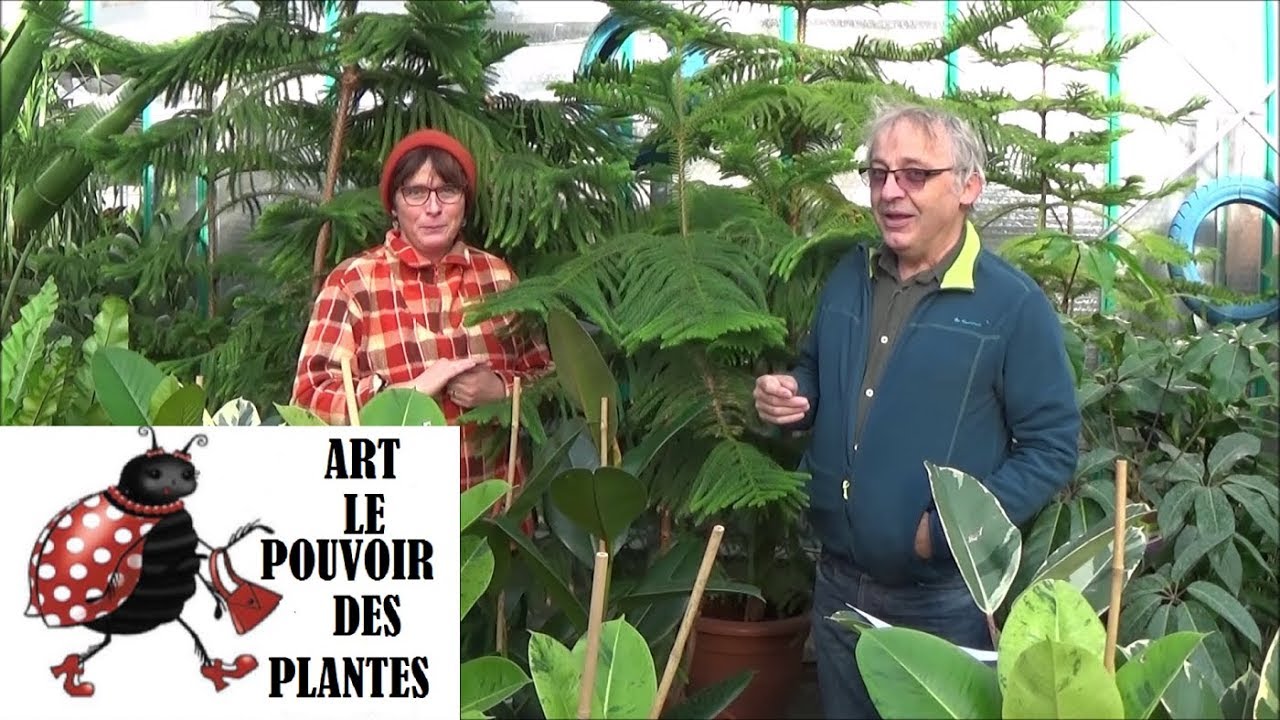 Tuto jardinage: Araucaria heterophylla:Pin de Norfolk Entretien et arrosage:Plante verte d'intérieur