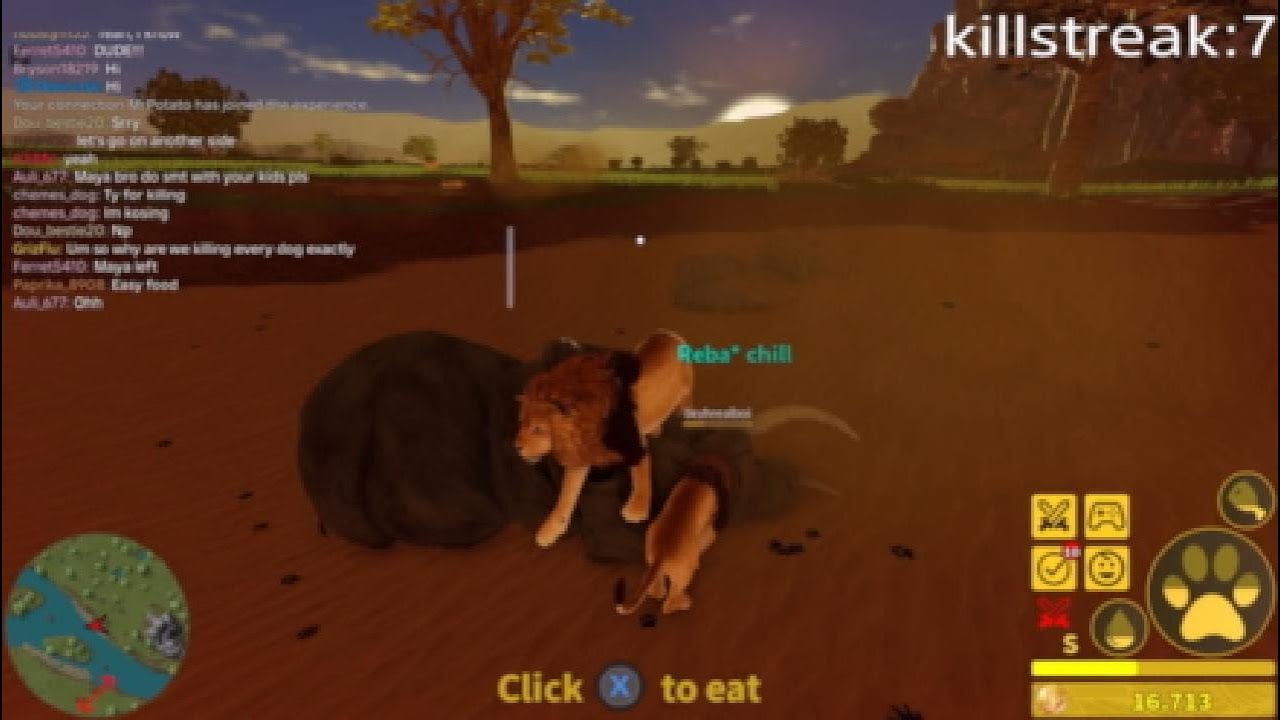 Kosing as a lion roblox Savannah Life