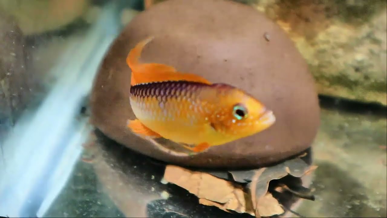 Apistogramma Agassizii 