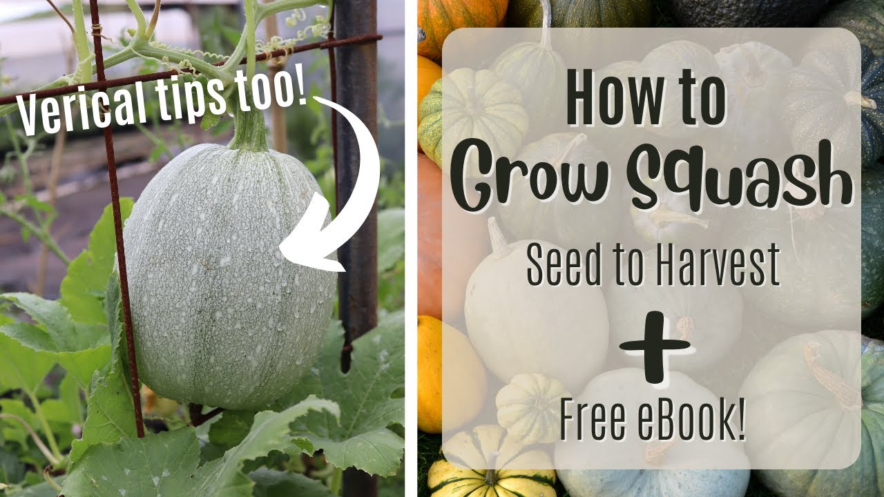 Squash in Containers: From Seed to Harvest