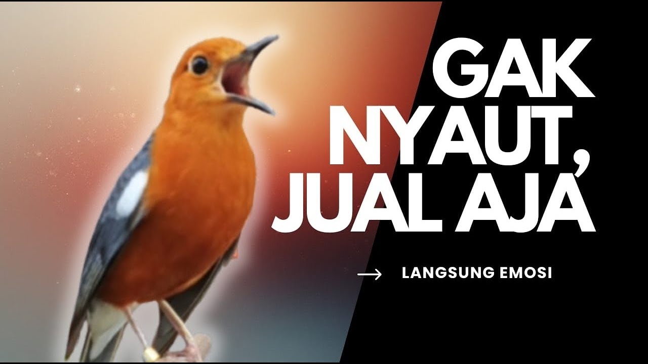 CEPAT RESPON! 1000% efektif buat pancingan Anis merah bisu macet total biar bunyi kembali | 23