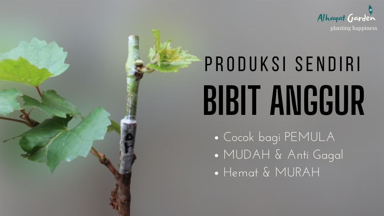 Cara Membuat Bibit Anggur