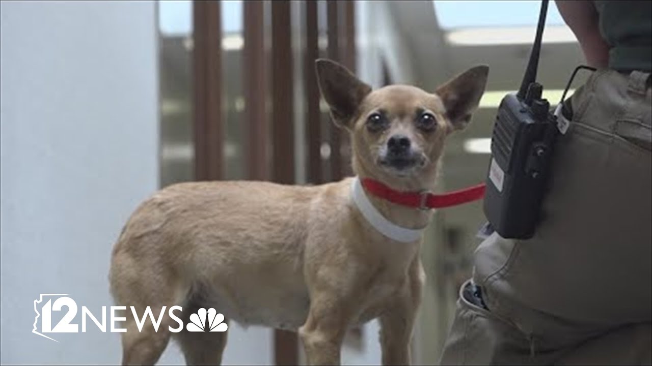 Overcrowding at Valley animal shelters increasing since pandemic