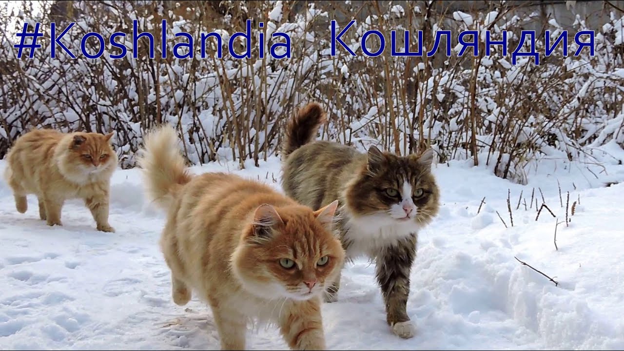 Siberian farm cats, 7 cats and Magpie Зима, снег, ноябрь, Сорока прилетела