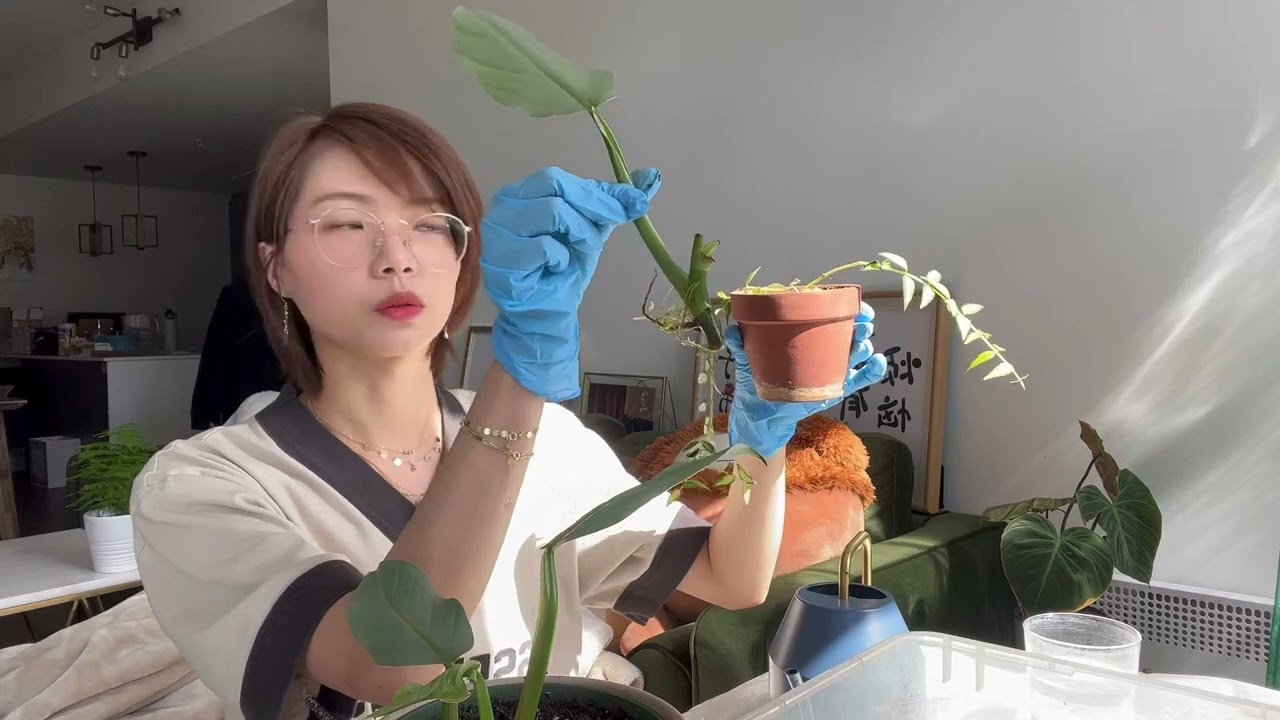 水培转土培后的养护方法