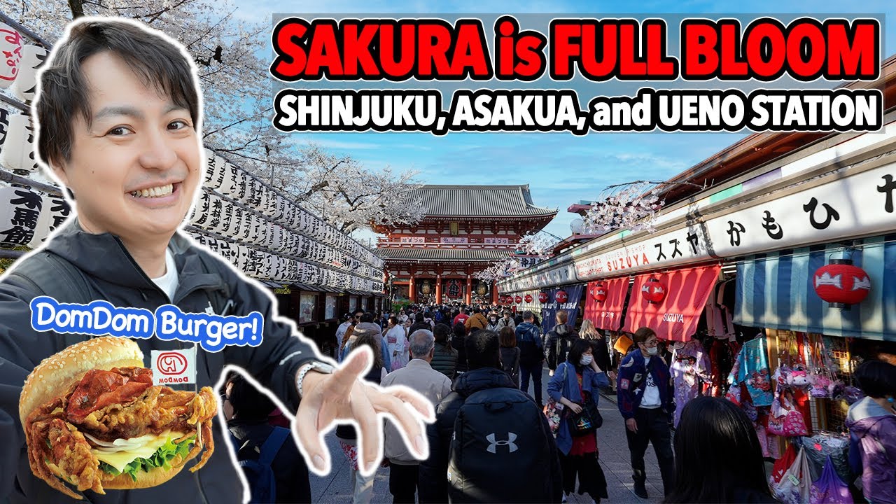 Sakura is Full Bloom Now! Party Everywhere in Tokyo. Shinjuku, Asakusa & Ueno Sakura Update Ep.562
