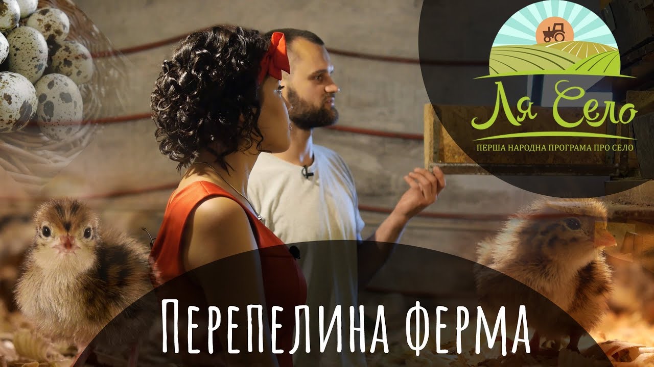 Перепелина ферма на Рівненщині