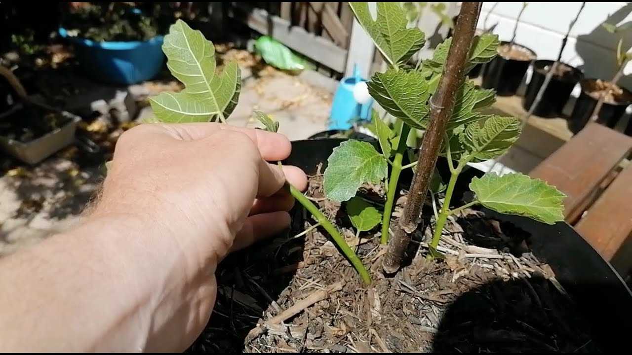 Fig tree suckers - How they impact growth & what to do with them