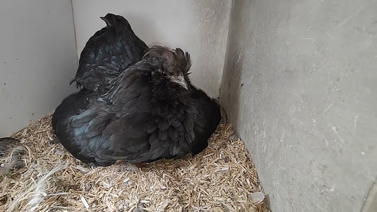 Eendeneieren onder een Zijdehoentje; zijn de paas-eendjes op tijd??