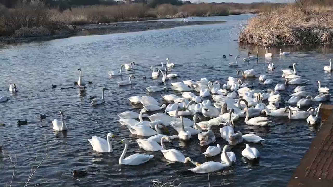白鳥の湖　2026/2/23