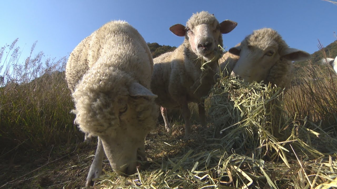 【特集】ヤギとヒツジを放牧し荒廃農地対策　動物たちを通して地域の人々の交流も　岡山・赤磐市